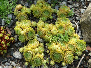 Sempervivum tectorum